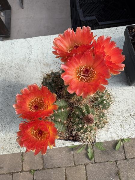 Notocactus rutilans